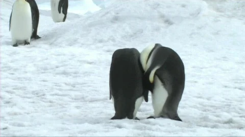 Two emperor penguins preening Stock Footage 602946