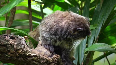 Two Emperor tamarin monkeys (Saguinus imperator) curiously look around the Stock Footage 336034442