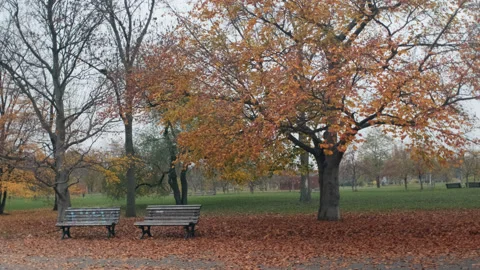Two empty benches under a tree with dead leaves at fall in a park Stock Footage 144910217
