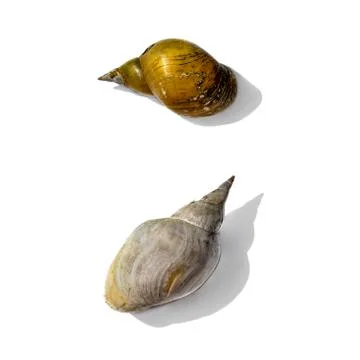 Two empty dry pond snail shells isolated on white background Stock Photos
