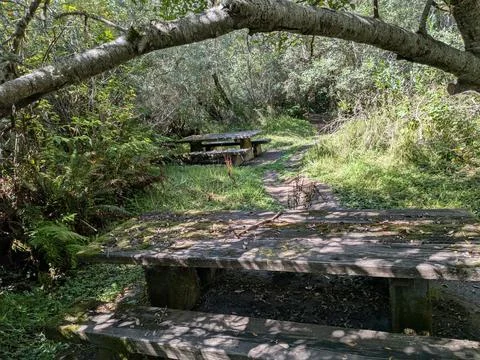 Two empty park benches along a quiet forest trail Stock Photos