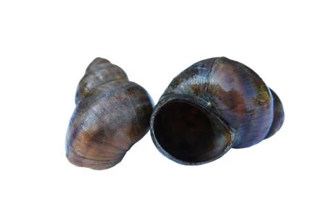 Two empty river spiral seashells isolated on a white background Stock Photos