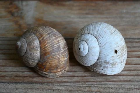 Two empty snail shells on weathered wood Stock Photos