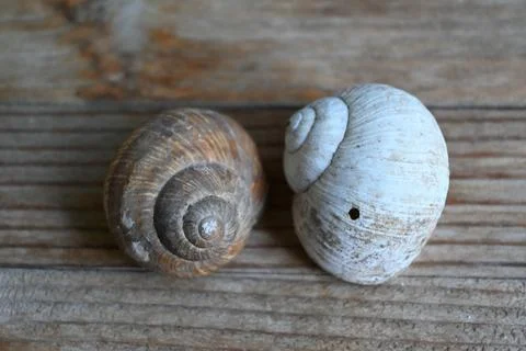 Two empty snail shells on wood Foto stock