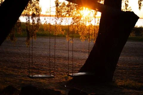 Two empty swings hanging from a tree branch at sunset, with golden sunlight.. Stock Photos