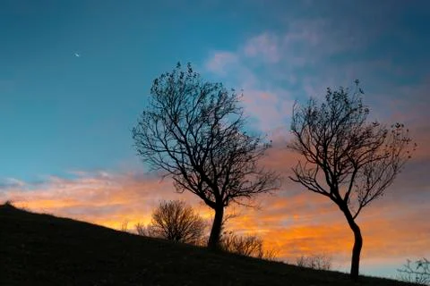 Two empty trees at sunset time Stock Photos