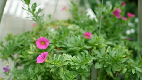 Two empty white swings swaying in a green garden with beautiful pink flowers Stock Footage 134627188