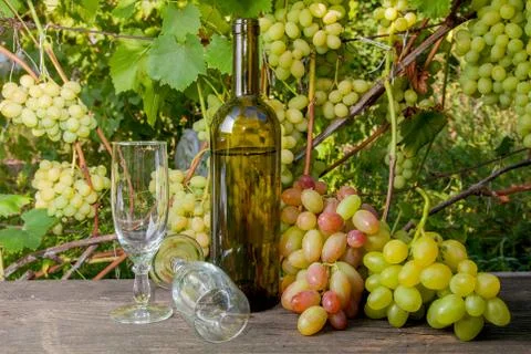 Two empty wine glasses and a bunch of grapes on old wooden table against vine Stock Photos