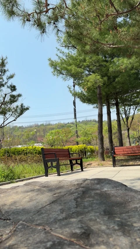 Two Empty Wooden Benches Under Pine Trees in a Sunny Park, Vertical Stock Footage 339468642