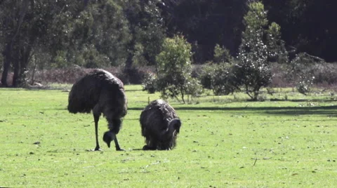 Two emu eating 스톡 동영상 67352297