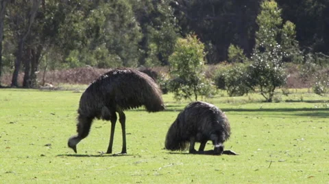 Two emu eating isolated 스톡 동영상 67352732