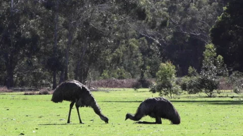 Two emu eating isolated 스톡 동영상 67352981
