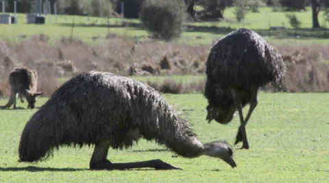 Two emu eating, kangaroo scratching 스톡 동영상 67364120
