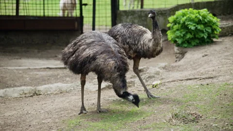 Two emus feeding on the ground, heads lowered and necks extended, detailed Stock Footage 336844604