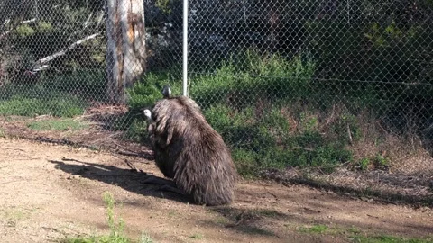 Two emus mating in a fenced area of a zoo. Vídeo Stock 244923516