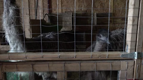 Two emus rest inside a rustic wooden barn enclosure guarded by a wire mesh fence Stock Footage 335961420