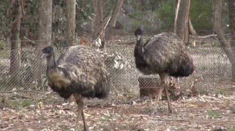 Two Emus walking toward camera Stock Footage 38375701