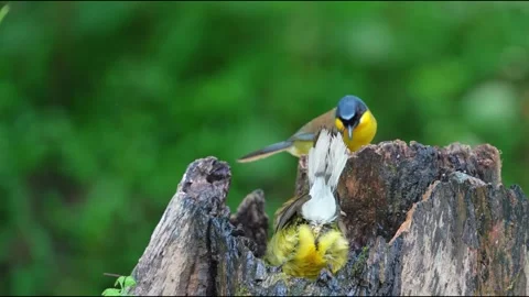 Two Endangered Blue-crowned Laughingthrush Pterorhinus courtoisi Drinking Water Vidéo 330276430