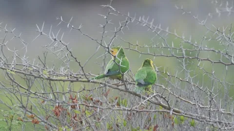 Two endangered Yellow-shouldered Amazon Parrot perched in a leafless acacia tree Video stock 242713280