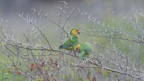 Two endangered Yellow-shouldered Amazon Parrot perched in a leafless acacia tree Video stock 242713313