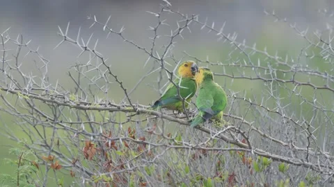 Two endangered Yellow-shouldered Amazon Parrot with mating behaviour Video stock 242713378