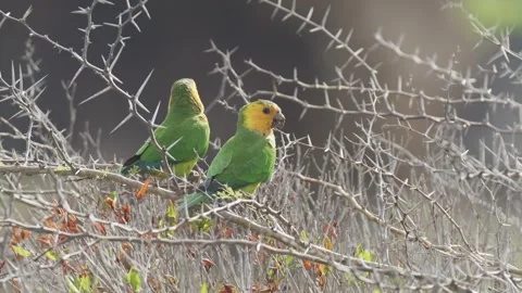 Two endangered Yellow-shouldered Amazon Parrot perched in a leafless acacia tree Video stock 242713509