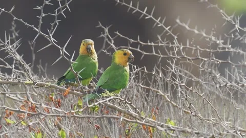 Two endangered Yellow-shouldered Amazon Parrot perched in a leafless acacia tree Video stock 242713613