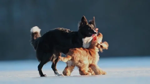 Two energetic dogs run and play on icy ground, stealing a toy from each other in Stock Footage 304681932