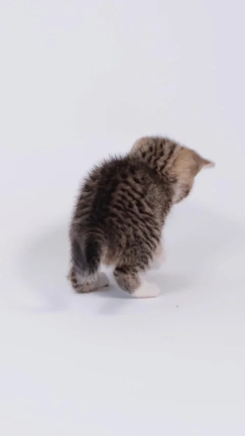 Two energetic kittens playing and jumping together on a clean white studio backg Stock Footage 342527344