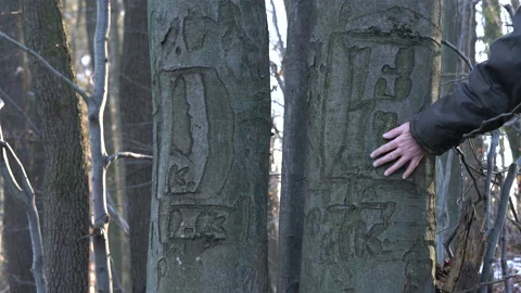 Two engraved marks on bark of twins beech, romantic Video stock 156865328