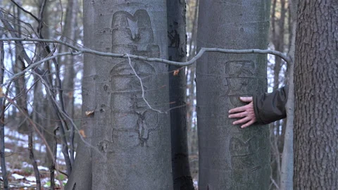 Two engraved marks on bark of twins beech, enigma Video stock 156870959