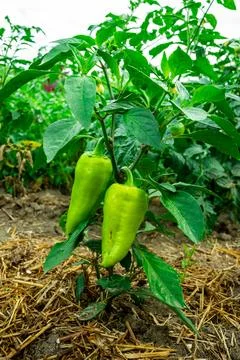 Two environmentally friendly peppers in the backyard Stock Photos