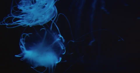 Two ethereal blue jellyfish gracefully floating on dark water background and Stock-Footage 337616641