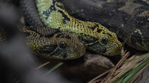 Two Ethiopian Mountain Adders With One Moving Alongside Stock Footage 330628628