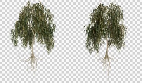 Two eucalyptus trees roots and branches isolated Stock Photos