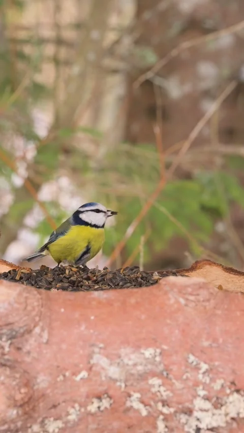 Two eurasian blue tits take turns visiting a feeder with sunflower seeds Stock Footage 330492400