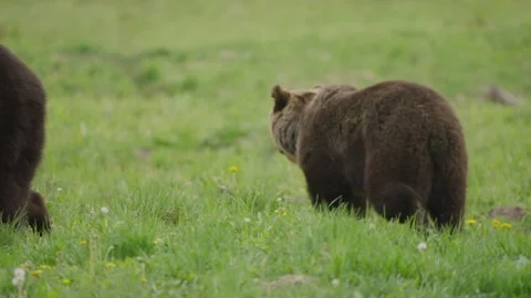 Two Eurasian Brown Bears Walk Away Through a Dandelion Meadow Stock Footage 341509290