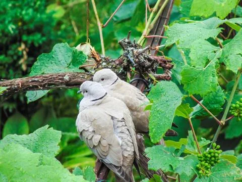 Two Eurasian collared dove (Streptopelia decaocto) in Romania Photos