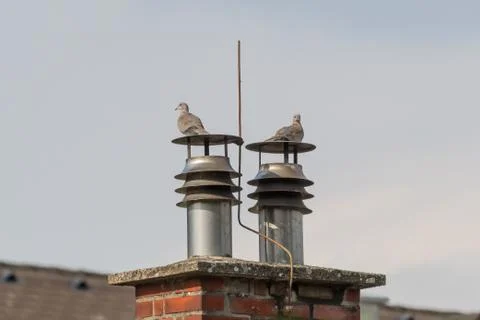 Two Eurasian collared doves sitting on a chimney Stock Photos