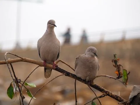 Two Eurasian collared doves (Streptopelia decaocto) sitting on the tree Stock-Fotos
