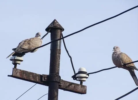 Two Eurasian collared doves (Streptopelia decaocto) sits on electrical cables Stock Photos