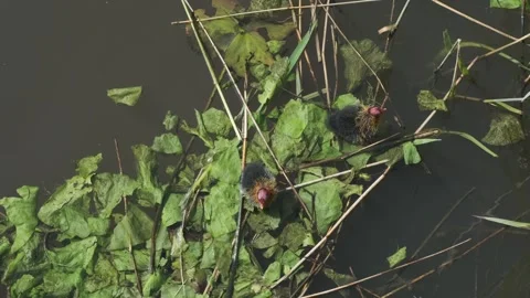 Two Eurasian Coot Chicks Floating in Pond Water Surrounded by Green Vegetati Stock Footage 341681523