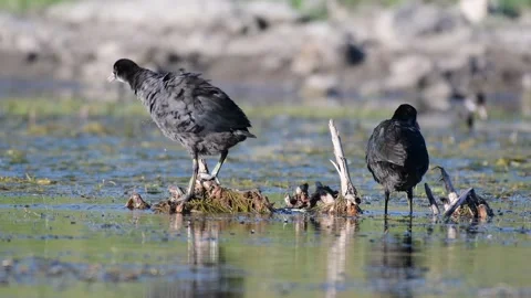 Two Eurasian Coots Fulica atra clean their feathers in their natural habitat Stock-Footage 137414016