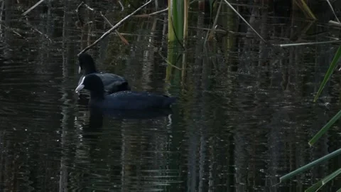 Two Eurasian coots (Fulica atra) as metaphor for partnership Video stock 336391165