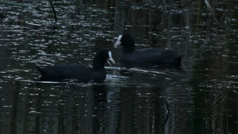 Two Eurasian coots as natural pond dwellers foraging in overcast lake Video stock 330316767