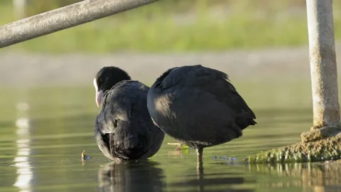 Two Eurasian Coots Preening Plumage in Shallow Water 動画素材 342124373