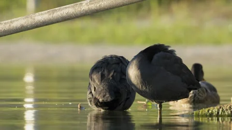 Two Eurasian Coots Preening in Shallow Water From Behind Video stock 342124278