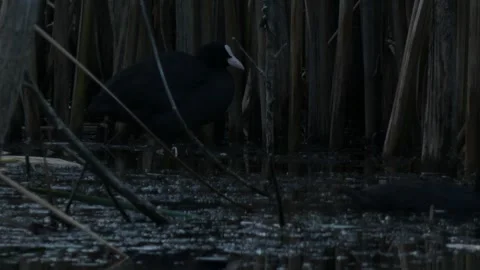 Two Eurasian coots in swamp as a metaphor for coexistence Stock Footage 331686039