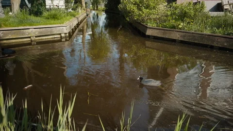 Two Eurasian coots swim in a narrow canal in the historic village of Zaanse 스톡 동영상 331209304