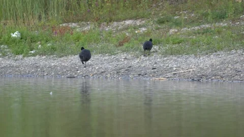 Two Eurasian Coots Walking Along Gravel Lakeshore in Linz Video stock 343521535